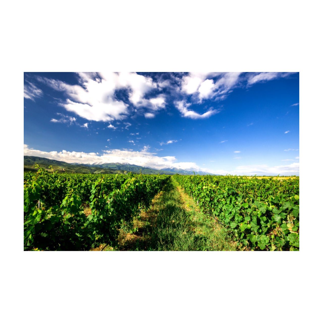 How many grape varieties are in the vineyards of Arba Wine