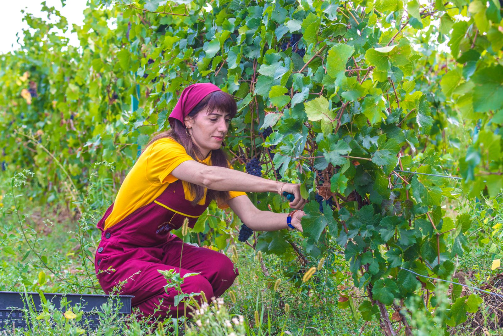 Harvesting in the vineyards of Arba Wine.