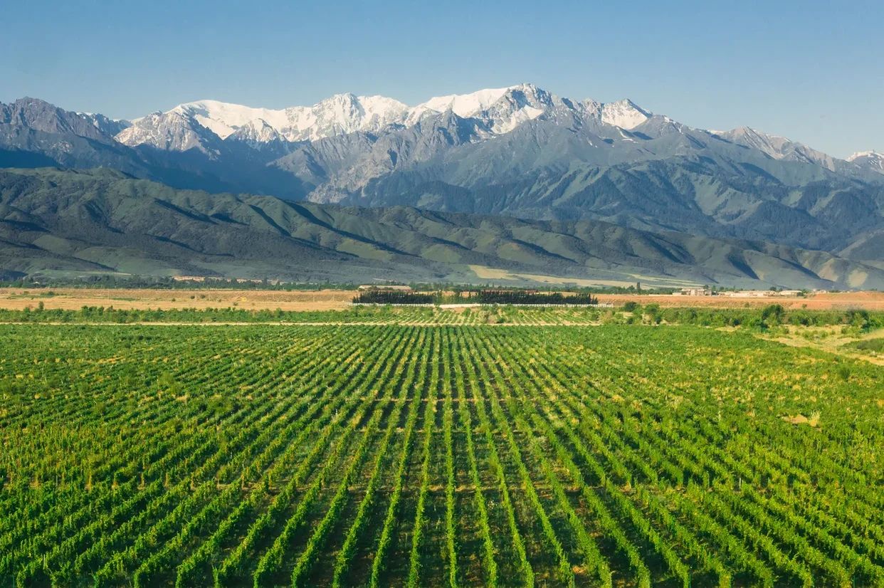 The revival of the Arba Wine vineyards.