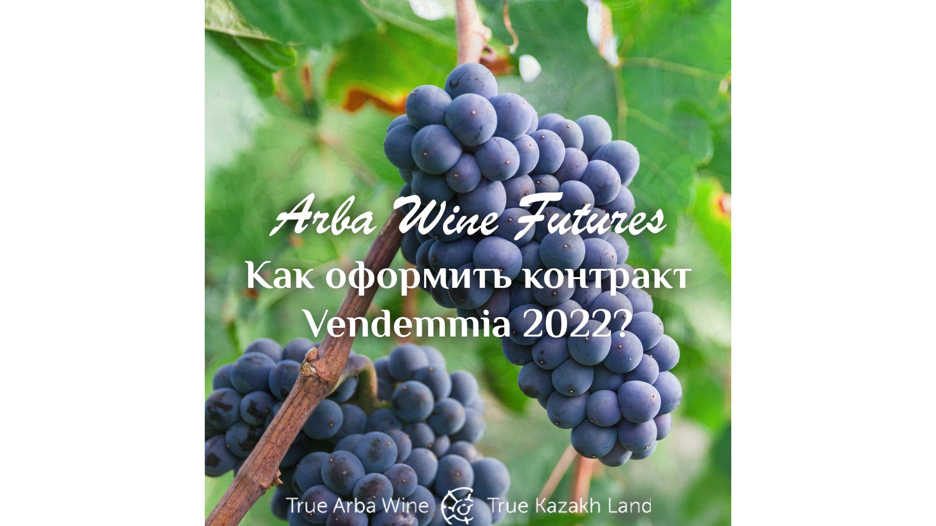 How to draw up a Vendemmia 2022 contract?
