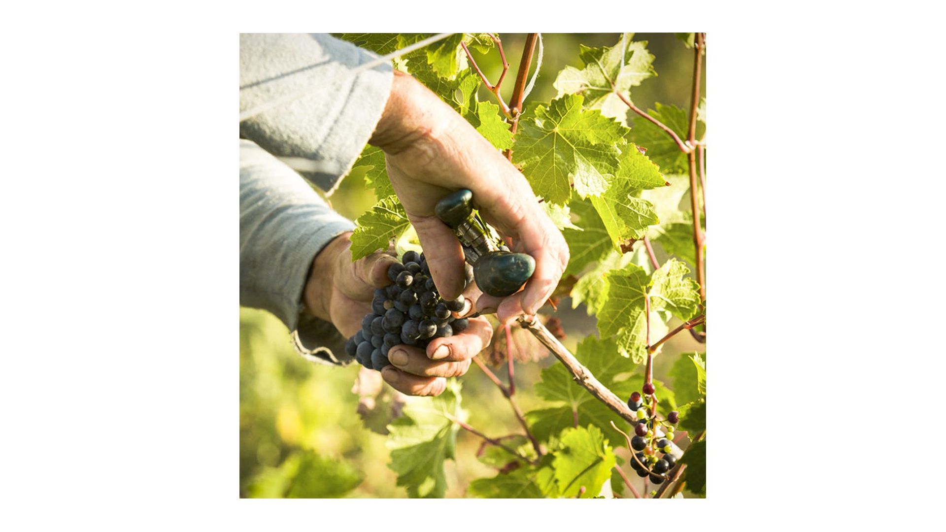 Why are the grapes harvested by hand?