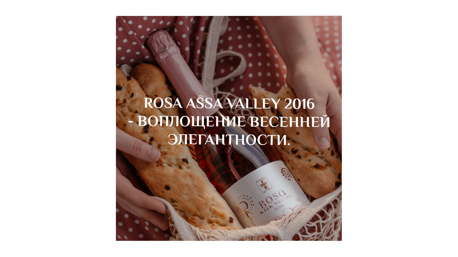 Rosa Assa Valley 2016 - the epitome of spring elegance!