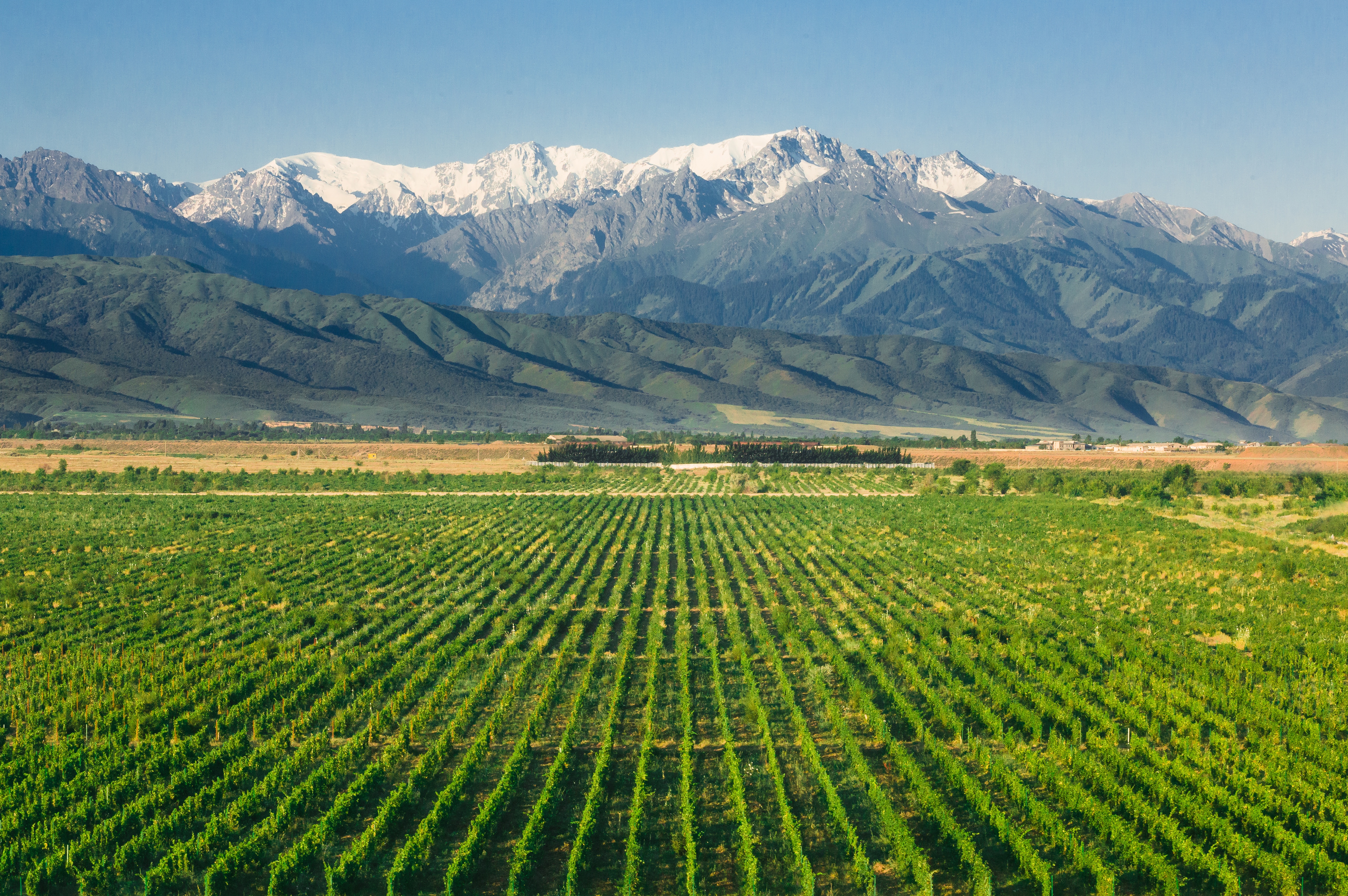 High mountain terroir