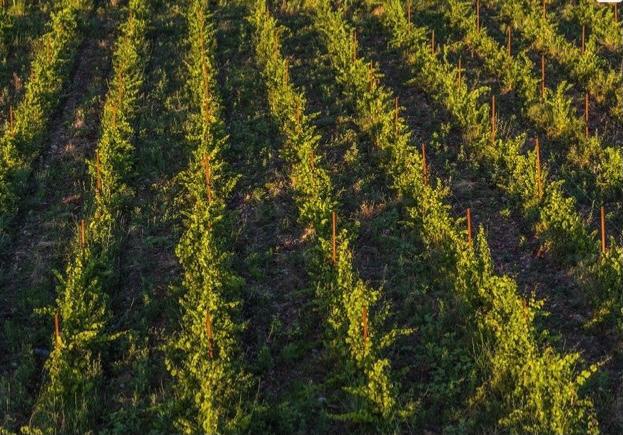 The influence of soil on the taste of grapes.